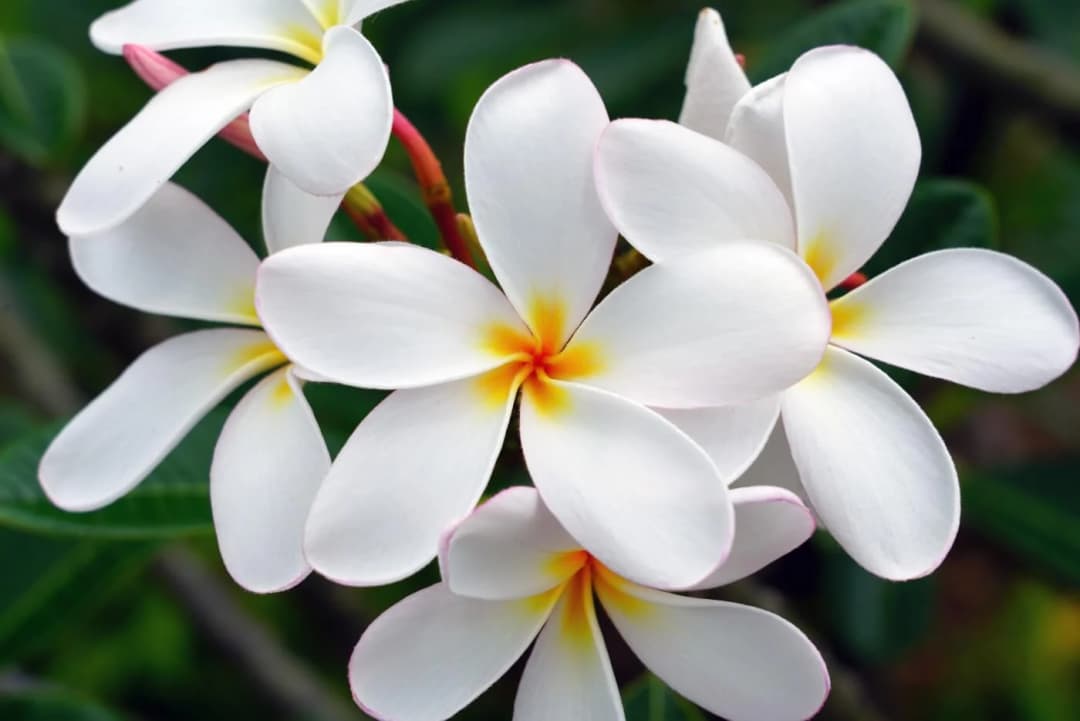 Category Floral